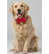 Yılbaşı Geyiği Köpek Papyon Tasması  Kırmızı Fiyonk Boyun Aksesuarı  Noel Temalı Köpek Süsü  Orta ve Büyük Irklar İçin
