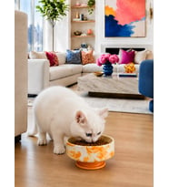 Mama Kabı Kedi ve Köpek 1 Adet Doğal Mama veya Su Kabı Soft Sarı Marble