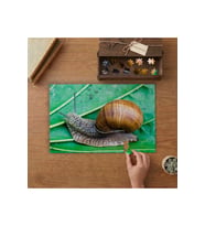 Yaprak Üzerinde Salyangoz Tasarımı 240 parça Ahşap Puzzle Ahşap Kutuda MP10901