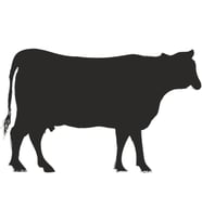 İNEK FOLYO STİCKER DERSTVE46060 50cm Uzunluk