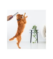 Evcil Hayvan Kıtık Açıcı Metal Kedi Köpek Tarağı (Karışık)