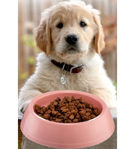 Büyük Boy Mama Kabı Su Kabı Evcil Hayvan Kedi Köpek Mama Kabı Çok Renkli 21cm Çap 1440 (Pembe)