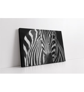Yakın Çekim Zebra