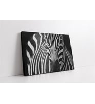 Yakın Çekim Zebra