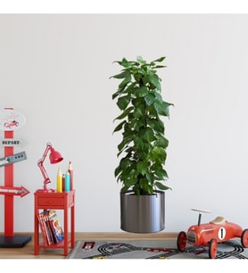 Saksılı Bitki Tasarımlı Yapışkanlı Sticker Resim 90*30 cm (5680)