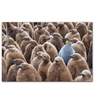 Yetişkin Kral Penguven ve Yavru Penguenler Görseli MDF Tablo