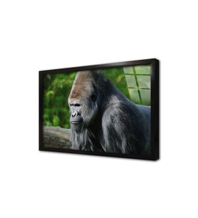 Orangutan Çerçeveli Cam Tablo