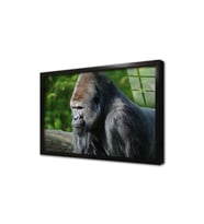 Orangutan Çerçeveli Cam Tablo