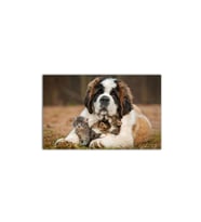 DBSanatevi Köpek Ve Yavru Kediler Tablo 60 X 60 Cm