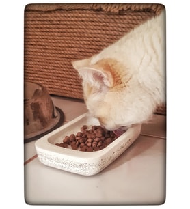 Beton Kedi Maması Kabı Beton Mama Tabağı