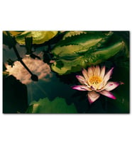 Cakatablo Yıldız Lotus Çiçeği Görseli MDF Tablo