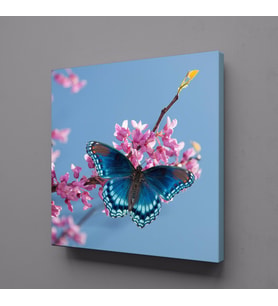 MAVİ KELEBEK KANVAS TABLO 70x70cm (Karışık)