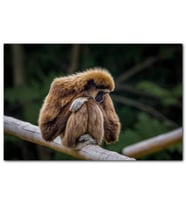 Cakatablo Bambu Üzerinde Dinlenen Gibbon Maymunu