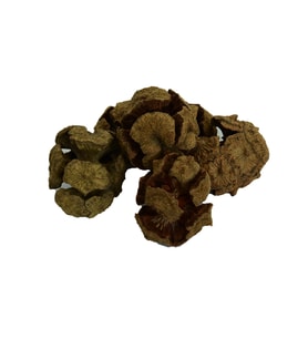 Doğan Selvi Kozalağı Doğal 1000 Gr Paket (Kahverengi)