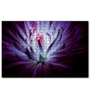 Cakapuzzle Mor Papatya Makro Çekim  Puzzle Yapboz MDF (Ahşap) (120 Parça)