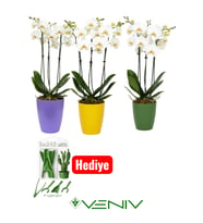 3 Adet Dekoratif Saksı + Hediye Bakım Kiti