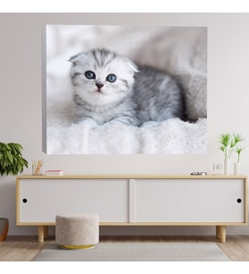 Sevimli Yavru Kedi Dekoratif Kanvas Tablo