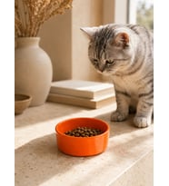 Kase Model Beton Kedi Köpek Mama ve Su Kabı (15cm çap × 5cm) - Turuncu