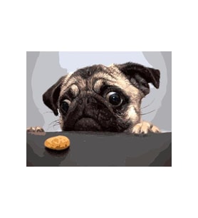 Sevimli Pug Çerçeveli 70x90 Sayılarla Boyama Hobi Seti