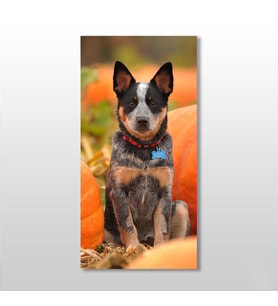 Köpek Kanvas Tablo 30x50cm (Karışık)