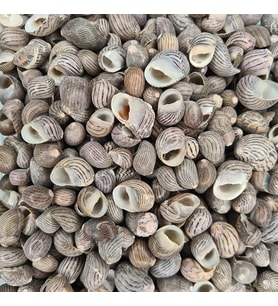 Nerita Communis Kiloluk Deniz Kabuğu (1 KG)