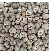 Nerita Communis Kiloluk Deniz Kabuğu (1 KG)