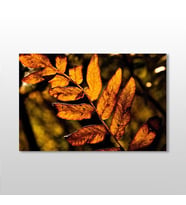 Sonbahar  Yaprak Kanvas Tablo 60x40cm (Karışık)