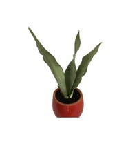DEKORATİF TOPRAK SAKSIDA SANSEVİERİA MOONLİGHT ( SANSEVERYA ) 35cm