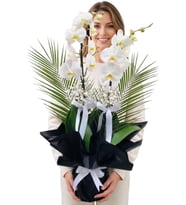 Premium Black & White Çift Dal Beyaz Orkide Cipsofilyalar ve Egzotik Yeşillikler