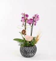 Çiftli Mini Mor Orkide Pembe Gül