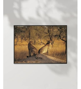 Çift Yırtıcı Kuşlar Poster