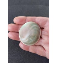 Büyük Boy Doğal Yılancık Taşı Operculum 222Y