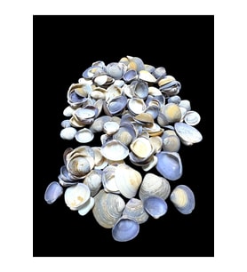 Deniz Kabukları 100 Gr NO-14-CAYCAYPURPLE