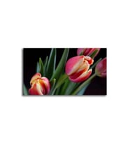 DBSanatevi Pembe Lale Tablo 40 X 60 Cm