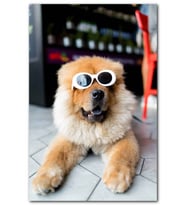 Cakatablo  Beyaz Gözlüklü Köpek MDF Tablo
