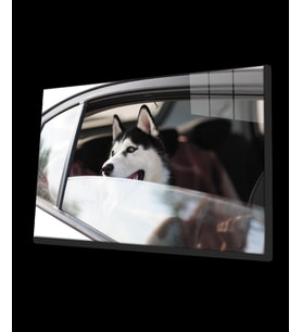 Köpek 4 Cam  Tablo