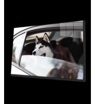 Köpek 4 Cam  Tablo