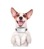 Doggie Havlama Önleyici Eğitim Tasması Ayarlanabilir Beyaz