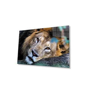 Aslan Cam Tablo 4mm Dayanıklı Temperli Cam (Çok Renkli)