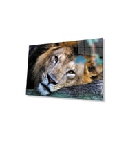Aslan Cam Tablo 4mm Dayanıklı Temperli Cam (Çok Renkli)