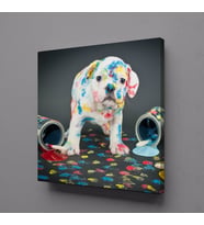 BOYA SIÇRAMIŞ BEYAZ KÖPEK KANVAS TABLO 50x50cm (Karışık)