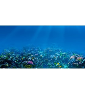 Kanki Pet KP1256309 Akvaryum Arka Fon Yapıştırma 125 x 63 CM