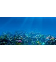 Kanki Pet KP1256309 Akvaryum Arka Fon Yapıştırma 125 x 63 CM