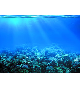 Kanki Pet KP5540022 Akvaryum Arka Fon Yapıştırma 55 x 40 CM