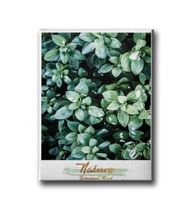 Botanik Canvas Tablo MİND263