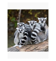 Tropikal Hayvanlar - Lemurlar Tablo Ahşap Poster Dekoratif