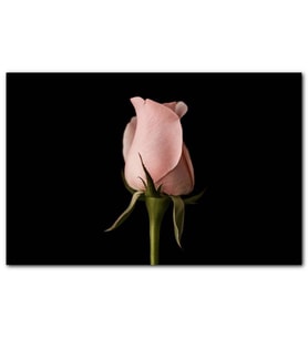 Cakatablo  Pembe Gül Küçük Tomurcuk Siyah Arkaplan MDF Tablo