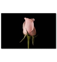 Cakatablo  Pembe Gül Küçük Tomurcuk Siyah Arkaplan MDF Tablo