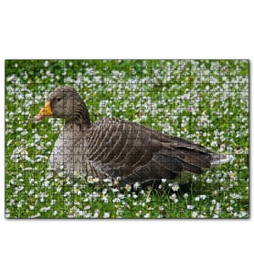 Cakapuzzle Beyaz Papatyalar Arasındaki Kaz  Puzzle Yapboz MDF (Ahşap) (120 Parça)