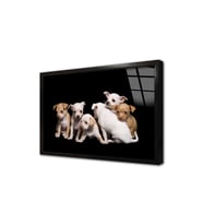 Köpek Yavrusu Çerçeveli Cam Tablo